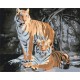 Картина за номерами Дикі тигри BS52793