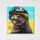 Котик з о. Зміїний ©Маріанна Пащук CN53250L
