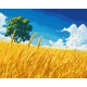Поле золотих колосків