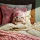 Ранок зайчика ©Lucia Heffernan CN53309L
