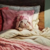 Ранок зайчика ©Lucia Heffernan CN53309S