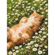 Котик у ромашках